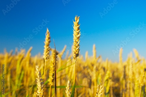 yellow ear of wheat in a field on the background of blue sky