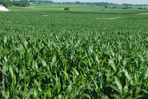 Green Corn Field in summertime