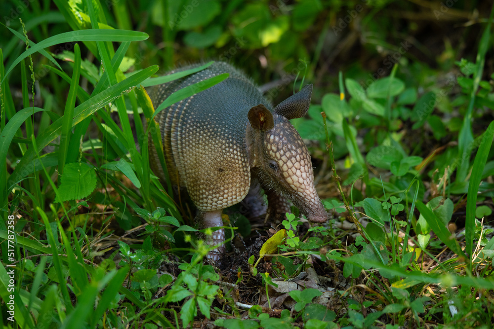 Armadillo in the grass Armadillo in the grass
