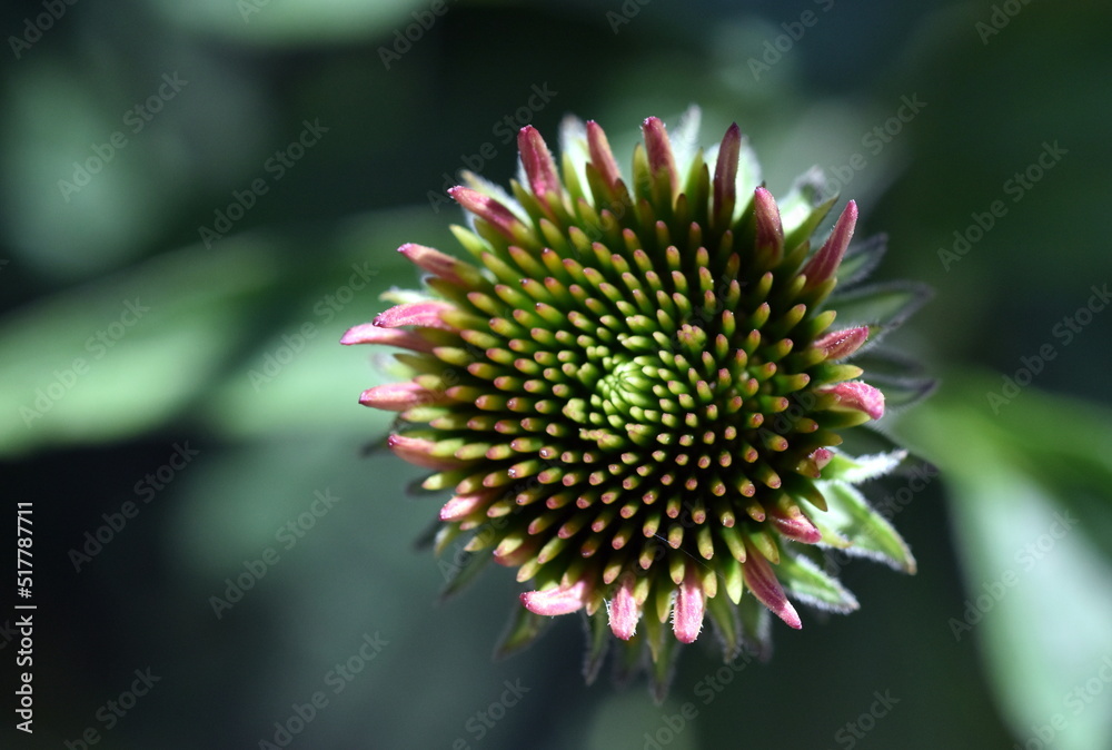 Knospe einer Echinacea Purpurea Knospe einer Echinacea Purpurea