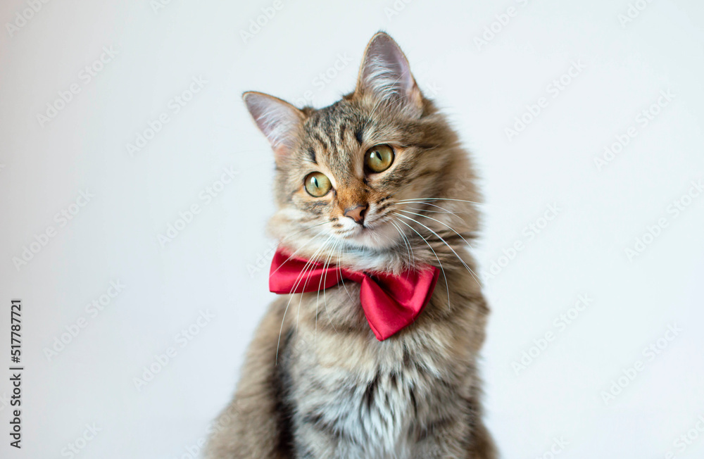 Close-up of a funny gray cat with a red bow tie sitting and looking away on a white studio background. Creative advertising. Online courses, the concept of the banner of remote distance education