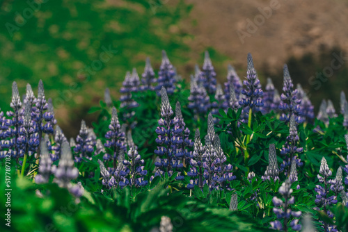 Iceland Lupin flowers blossom