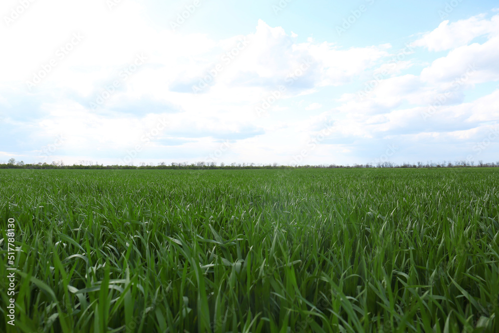Obraz premium Beautiful agricultural field with ripening cereal crop under blue sky