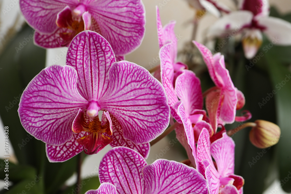 Beautiful pink orchid flower on blurred background, closeup Beautiful pink orchid flower on blurred background, closeup