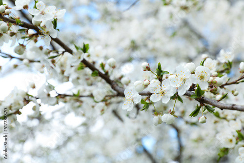 Closeup view of beautiful blossoming cherry tree outdoors
