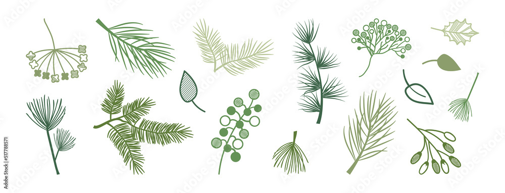 Christmas plant vector, winter leaf and branch, xmas holly berry, floral element, fir and pine tree icon, green line silhouettes. Vintage nature drawn hand, botanical evergreen set. Decor illustration