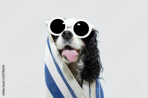 Photo Portrait puppy dog summer wrapped with a towel and wearing sunglasses