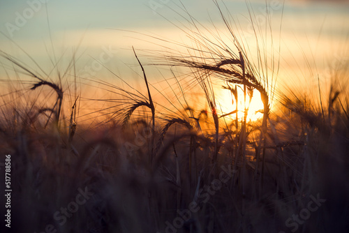 A closeup of ripening ears of wheat field with sunset background. 