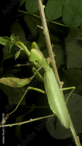 VERTICAL VIDEO: Close-up of large praying mantis sitting on green leaf and looks at on camera lens. Extreme close up photo