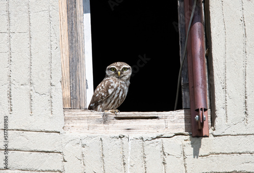 Little Owl in Hungary. photo