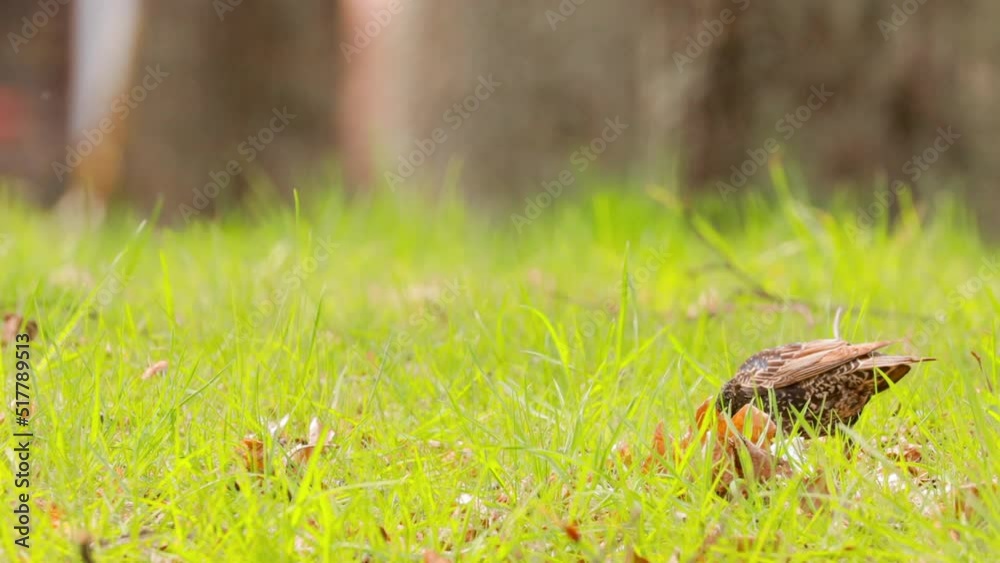 Wild Forest Bird Common Starling looking for worms in grass In Spring day. Wildlife. birds are feeding. Wild Forest Bird Common Starling looking for worms in grass In Spring day. Wildlife. birds are feeding.
