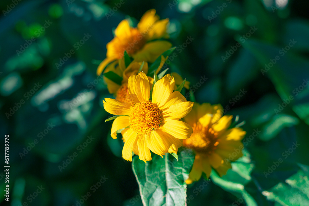 Obraz premium yellow flowers of the perennial plant Gaillardia aristata Maxima Aurea bloom in the flower bed. Selective focus