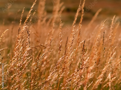 Summer colours in the field of golden grass seed-heads