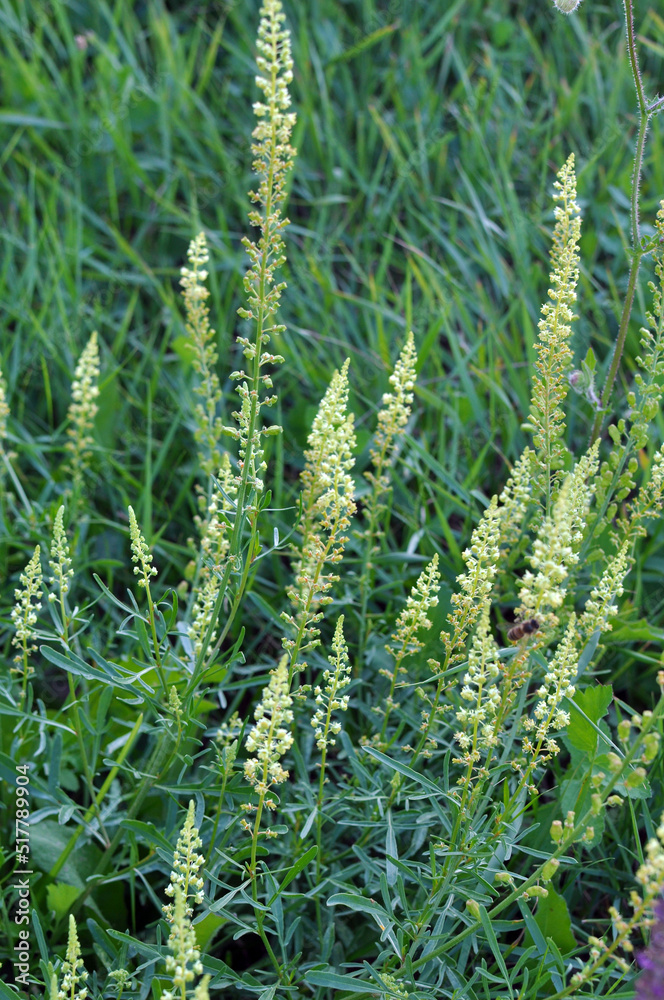 Reseda lutea as a weed growing in the field Reseda lutea as a weed growing in the field