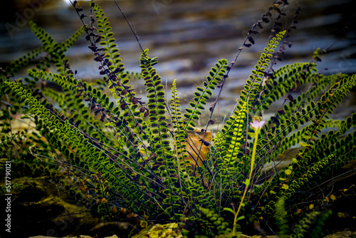 splenium trichomanes or maidenhair spleenwort, small fern growing against a wall photo