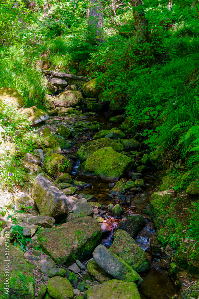 stream in the forest stream in the forest