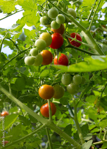 Medley of red ripe cherry tomatoes grown in a garden outside on a sunny day.
