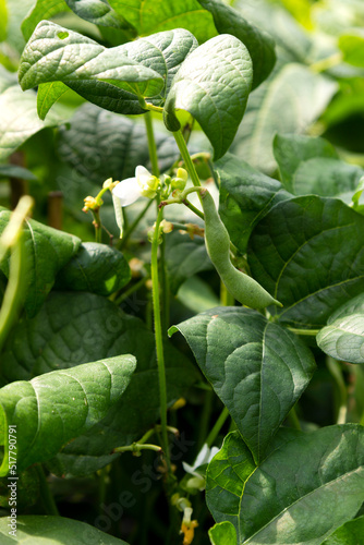 Ripe Green beans growing in the vegetable garden