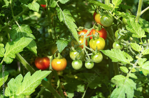 Beautiful red ripe cherry tomatoes grown in a garden outside on a sunny day.
