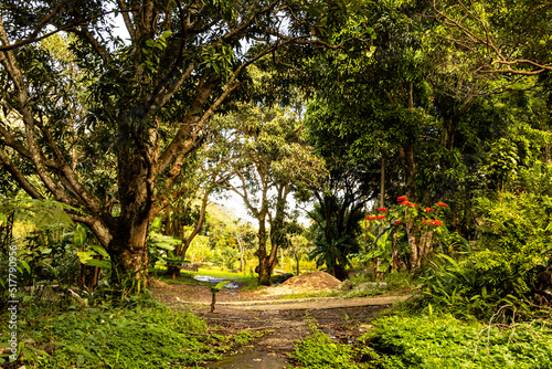 path in the park