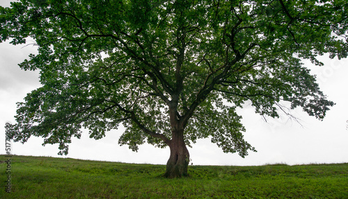 big old tree on a meadow