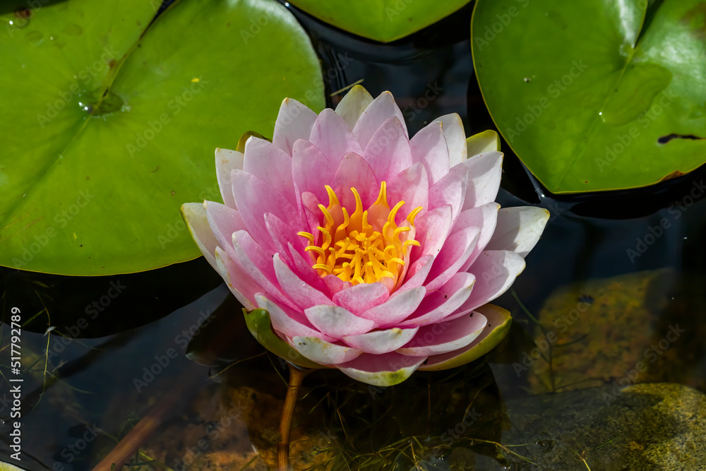 Water lilies .Water lilies are rooted in soil in bodies of water, with