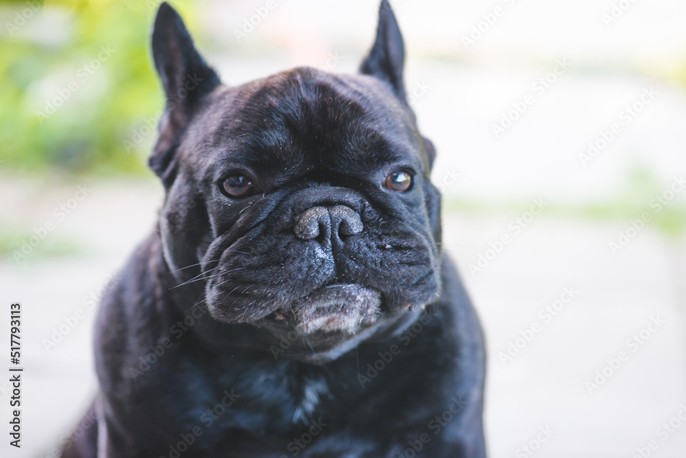 Black French Bulldog resting on grass at a park. Purebred Frenchie outdoors on a sunny afternoon. Dog enjoying outside.