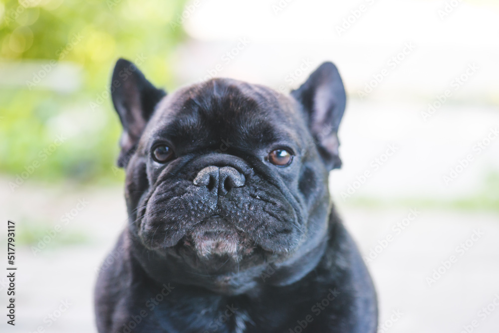 Black French Bulldog resting on grass at a park. Purebred Frenchie outdoors on a sunny afternoon. Dog enjoying outside.