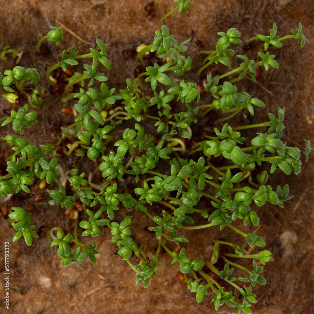 fresh organic microgreens sprouts, organic raw food fresh organic microgreens sprouts, organic raw food