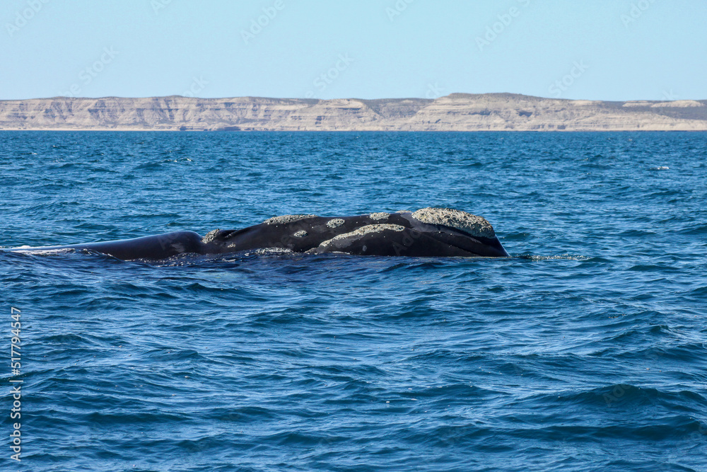 Naklejka premium The southern right whale is a baleen whale