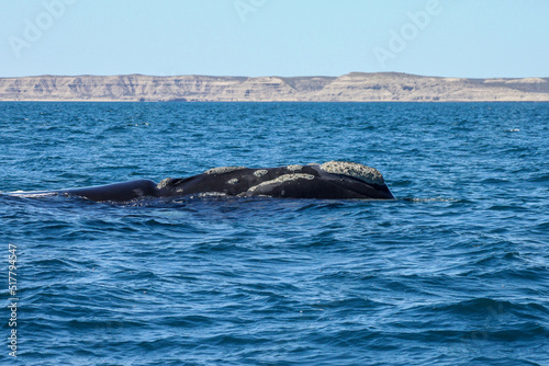 The southern right whale is a baleen whale © Ruben Ziruffo