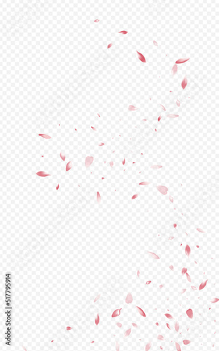 Beautiful Sakura Falling Vector Transparent