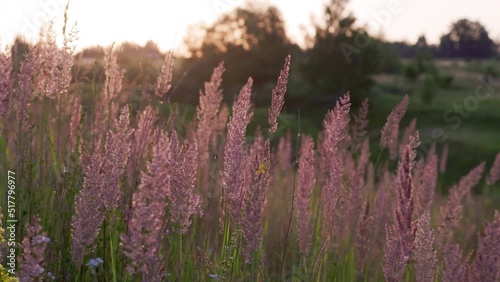 Dry long wild uncultivated grass in field at summer sunset light. Melinis minutiflora, the meadow molasses, is a wild perennial grass photo