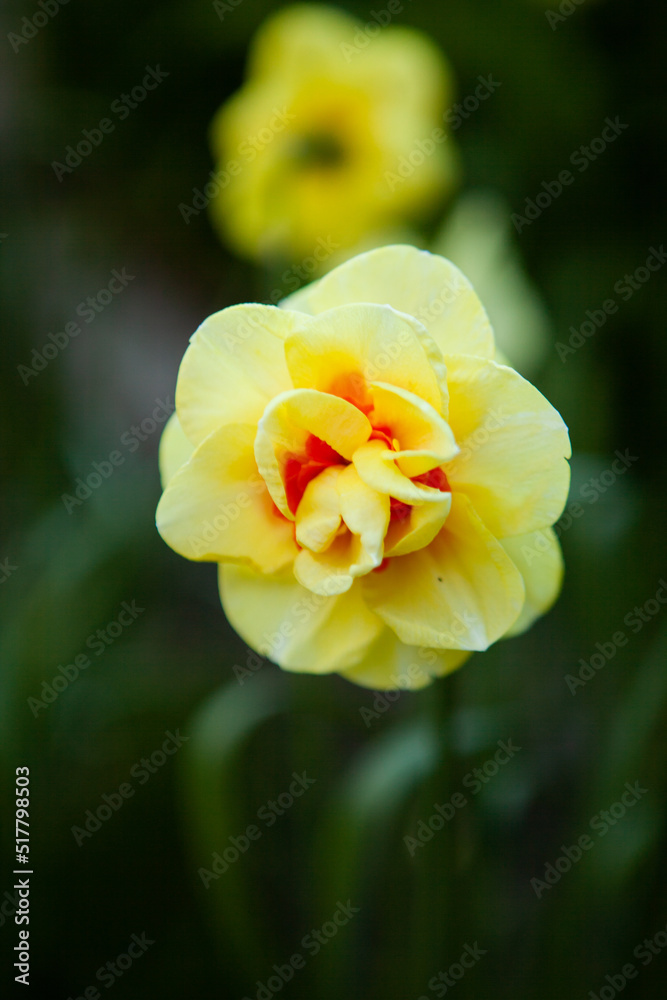 Daffodil head Daffodil head