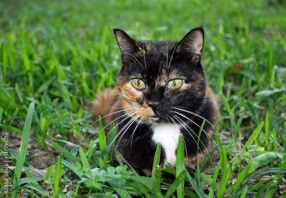  calico cat on grass