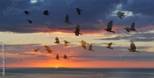 summer sea background and flying birds
