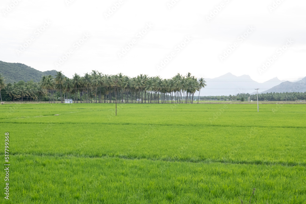 Beautiful lush and green rice fields in Tamil Nadu with coconut trees in the background