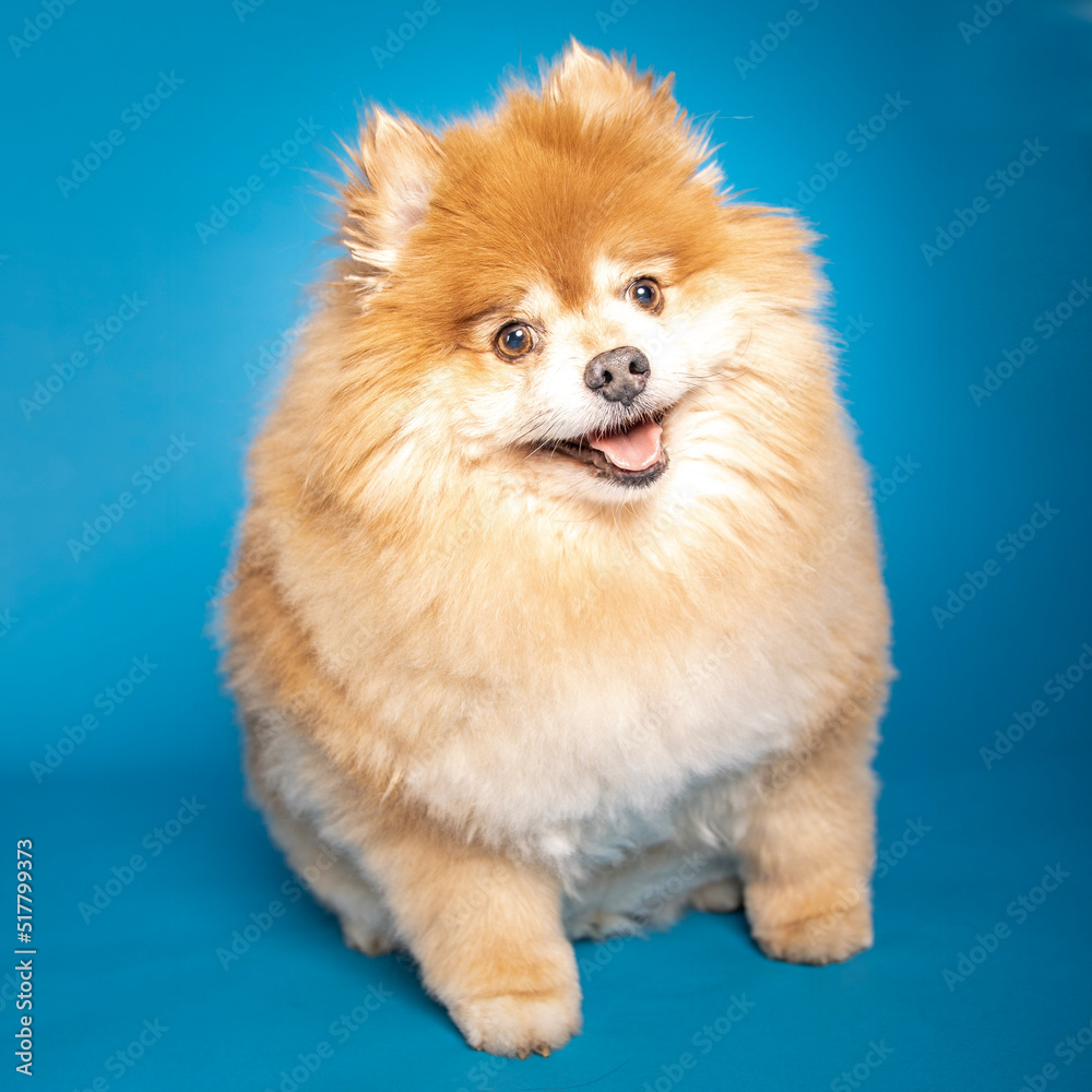 pomeranian spitz puppy