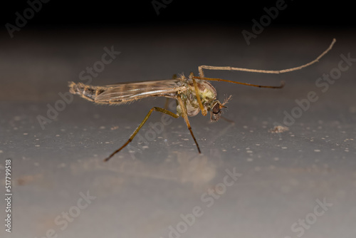 Adult Non-biting Midge photo