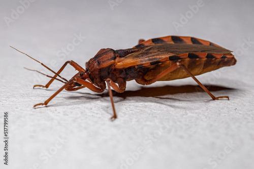 Adult Kissing Bug