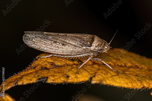 Adult Typical Leafhopper photo