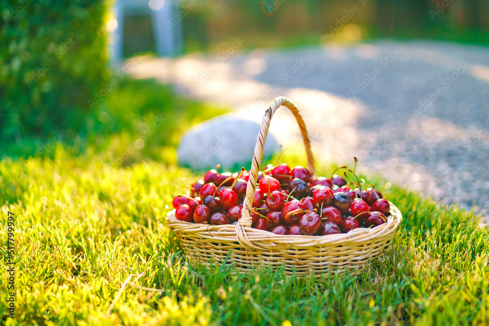 Beautiful red berries in the sun. New crop of sweet cherries. Ripe cherries in a basket. Delicious natural treat Beautiful red berries in the sun. New crop of sweet cherries. Ripe cherries in a basket. Delicious natural treat