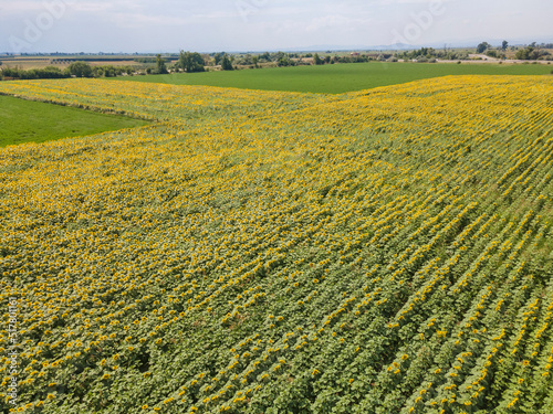 Aerial view of landscape sunflower field, Bulgaria photo