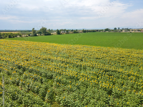 Aerial view of landscape sunflower field, Bulgaria photo