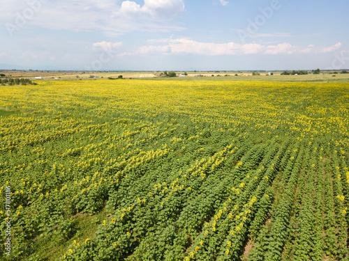 Aerial view of landscape sunflower field, Bulgaria photo