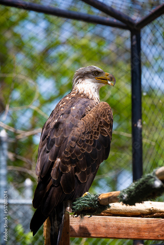 Bald Eagle in Zoo