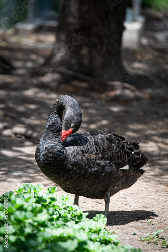 Australian Black Swan with Orange Beak