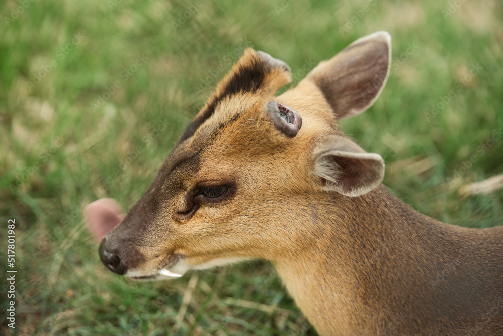 Muntjac barking deer or rib-faced deer native to South Asia and Southeast Asia Muntjac barking deer or rib-faced deer native to South Asia and Southeast Asia