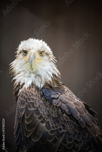 BALD EAGLE PORTRAITR WITH BRIGHT YELLOW EYES