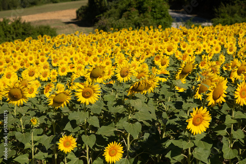 Field of sunflowers in Marche region in Italy